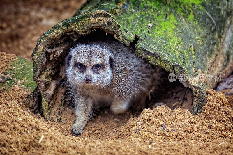 猫鼬 (Suricata suricatta)